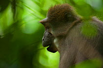 Agile Mangabey (Cercocebus agilis) alpha male profile. Bai Hokou, Dzanga-Ndoki National Park, Central African Republic.
