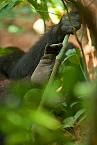 Western lowland gorilla (Gorilla gorilla gorilla) black-back male 'Kunga' hand and foot detail, partly obscured by vegetation, Bai Hokou, Dzanga-Ndoki National Park, Central African Republic
