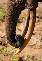 African Forest elephant (Loxodonta africana cyclotis) close up of bull's trunk and tusks, Dzanga-Ndoki National Park, Central African Republic
