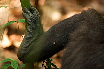 Western lowland gorilla (Gorilla gorilla gorilla) black-back male 'Kunga' foot detail, Bai Hokou, Dzanga-Ndoki National Park, Central African Republic