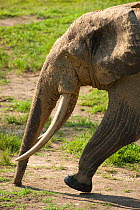 African Forest elephant (Loxodonta africana cyclotis) profile of bull walking through bai, Dzanga-Ndoki National Park, Central African Republic