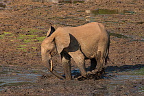 African Forest elephant (Loxodonta africana cyclotis) adult excavating mineral-rich sediment hole in stream flowing through bai clearing, Dzanga-Ndoki National Park, Central African Republic