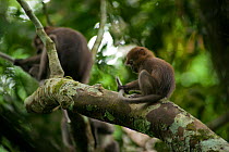 Agile Mangabey (Cercocebus agilis) youngster looking at his tail. Bai Hokou, Dzanga-Ndoki National Park, Central African Republic