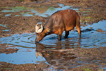Forest buffalo (Syncerus caffer nanus) bull drinking from stream flowing through bai clearing, Dzanga-Ndoki National Park, Central African Republic