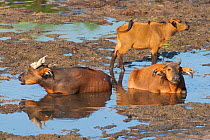 Forest buffalos (Syncerus caffer nanus) bull, cow and calf resting in muddy stream in bai clearing, Dzanga-Ndoki National Park, Central African Republic