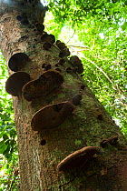 Bracket fungus growing on old dead tree trunk, an unidentified species, Bai Hokou, Dzanga-Ndoki National Park, Central African Republic