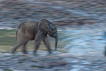African Forest elephant (Loxodonta africana cyclotis) calf walking across Dzanga Bai, blurred motion, Dzanga-Ndoki National Park, Central African Republic