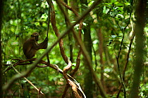 Agile mangabey (Cercocebus agilis) alpha male resting. Bai Hokou, Dzanga-Ndoki National Park, Central African Republic.