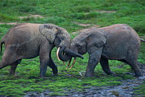African Forest elephants (Loxodonta africana cyclotis) two bulls sparring after meeting in Dzanga bai clearing, Dzanga-Ndoki National Park, Central African Republic.