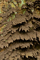 Termite (Macrotermes) nest structure located on tree trunk, mud drainage tips built into the sides of the structure to assist with water run-off during tropical downpours. Bai Hokou, Dzanga-Ndoki Nati...