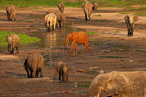 African Forest elephant (Loxodonta africana cyclotis) red soil covered individual wanders amongst others coloured differently at Dzanga clearing. The Bai attracts elephants from all over the region an...