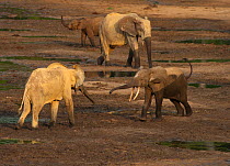 African Forest elephants (Loxodonta africana cyclotis) individuals interact with others gathered at Dzanga clearing, which attracts elephants from all over the region and the coloured variation in soi...