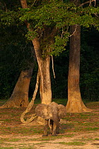 African Forest elephant (Loxodonta africana cyclotis) bull at edge of Dzanga Bai in early evening, Dzanga-Ndoki National Park, Central African Republic
