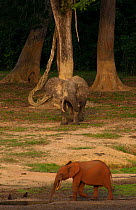 African forest elephants (Loxodonta africana cyclotis) one covered in red soil wanders infront of bull elephant at Dzanga Bai. The Bai attracts elephants from all over the region and the coloured vari...