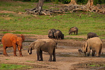 African forest elephants (Loxodonta africana cyclotis) gathered at Bai, one a particularly different red colour, most likely from soil from another area of the forest to the other elephants seen.  Als...