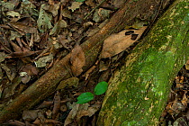 'Bodaba' leaf (Grossera macrantha) nestled against Strangler Fig tree root system and a 'Babango' seedling (Diospyros bipindensis or iturensis) Bai Hokou, Dzanga-Ndoki National Park, Central African R...