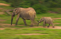 African Forest elephant (Loxodonta africana cyclotis) calf following mother, blurred motion as they visit Dzanga Bai in the early evening, Dzanga-Ndoki National Park, Central African Republic