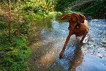 Hungarian Vizsla dog running across stream