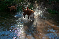 Hungarian Vizsla dog running across stream, another in background