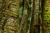 Tropical rainforest tree trunks, consisting of right to left 'Ewungu' (Golungensis sp) 'Edutu' (Papilionaceae) 'Babango' tree trunks (Diospyros bipindensis or iturensis) 'Mobeka' (Guarea thompsonii) '...
