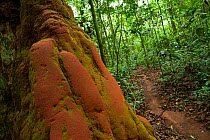 Termite mound (Macrotermes) located close to elephant path through forest and as such used as a scratch post by passing African Forest Elephants (Loxodonta africana cyclotis) Bai Hokou, Dzanga-Ndoki N...