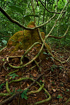 Liana junction over termite mound in rainforest interior, Bai Hokou, Dzanga-Ndoki National Park, Central African Republic
