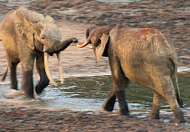 African Forest elephant (Loxodonta africana cyclotis) two bulls sparring, competition for access to valuable minerals located at certain points within the clearing's water points, Dzanga-Ndoki Nationa...