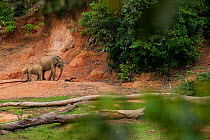 African Forest elephants (Loxodonta africana cyclotis) calf and juvenile wait to leave mineral dig after visiting Bai Hokou, Dzanga-Ndoki National Park, Central African Republic