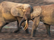 African Forest elephant (Loxodonta africana cyclotis) two bulls sparring, competition for access to valuable minerals located at certain points within the clearing's water points, Dzanga-Ndoki Nationa...