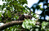 Grey Cheeked mangabeys (Lophocebus albigena) up in canopy, Bai Hokou, Dzanga-Ndoki National Park, Central African Republic