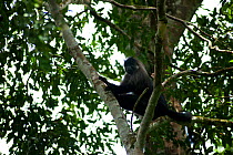 Grey Cheeked mangabey (Lophocebus albigena) up in canopy, Bai Hokou, Dzanga-Ndoki National Park, Central African Republic