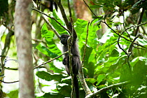 Grey cheeked mangabey (Lophocebus albigena) up in tree, Bai Hokou, Dzanga-Ndoki National Park, Central African Republic