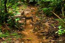 Agile mangabey female (Cercocebus agilis)  with youngster on back, crossing forest stream. Bai Hokou, Dzanga-Ndoki National Park, Central African Republic