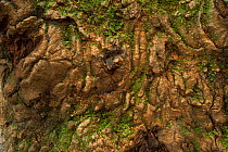 'Molinda' tree trunk with wave bark patterns  (Lonchocarpus sp) lots of rainforest species eat the leaves, fruit and seeds of this species. Bees often use this species of tree to build their nests and...
