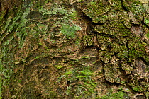 'Mbanda' tree trunk with bark patterns (Erthrophleum suaveolens) lots of rainforest species eat the seeds and leaves, but local tribes make a cold water infusion from the inner bark and use as a 'proo...