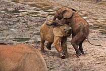 African Forest elephants (Loxodonta africana cyclotis) calves playing whilst visiting Dzanga Bai, Dzanga-Ndoki National Park, Central African Republic