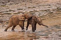 African Forest elephants (Loxodonta africana cyclotis) calves playing whilst visiting Dzanga Bai, Dzanga-Ndoki National Park, Central African Republic