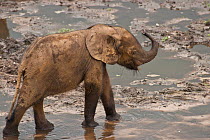 African Forest elephant (Loxodonta africana cyclotis) calf visiting Dzanga Bai, Dzanga-Ndoki National Park, Central African Republic