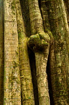 'Nguluma' tree trunk structure (Duboscia macrocarpa) lots of rainforest species eat teh leaves, fruit and seeds of this species and local people use water from boiled fruit as a cure for colds, Bai Ho...