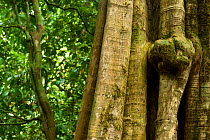 'Nguluma' tree trunk structure (Duboscia macrocarpa) lots of rainforest species eat teh leaves, fruit and seeds of this species and local people use water from boiled fruit as a cure for colds, Bai Ho...