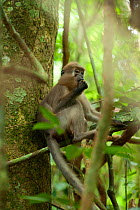 Agile Mangabey (Cercocebus agilis) juvenile surrounded by forest liana. Image showing forested environment / habitat. Bai Hokou, Dzanga-Ndoki National Park, Central African Republic
