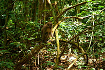 Agile Mangabey female (Cercocebus agilis) on branch close to the forest floor. Bai Hokou, Dzanga-Ndoki National Park, Central African Republic