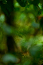Tropical lowland rainforest soft-focus scenic of forest that is characterised as primarily a mixed species semi-deciduous forest. Bai Hokou research camp, Dzanga-Ndoki National Park, Central African R...