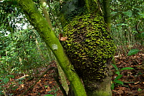Persimmon 'Babango' tree (Diospyros bipindensis or ituriensis) with lichen covered Black ants nest, Bai Hokou, Dzanga-Ndoki National Park, Central African Republic.