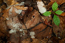 Rotting leaves on forest floor with 'Paima' fungus.  and 'Mobonga' seedling (Mitragyna stipulosa) Bai Hokou, Dzanga-Ndoki National Park, Central African Republic.