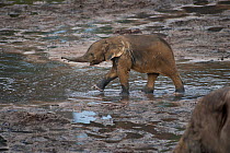 African Forest elephant (Loxodonta africana cyclotis) calf visiting Dzanga Bai, Dzanga-Ndoki National Park, Central African Republic