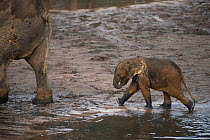 African Forest elephant (Loxodonta africana cyclotis) calf following mother into Dzanga Bai, Dzanga-Ndoki National Park, Central African Republic