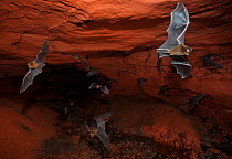 Sundevall's Leaf-nosed Bats (Hipposideros caffer) in flight in forest roosting cave. Bai Hokou, Dzanga-Ndoki National Park, Central African Republic.