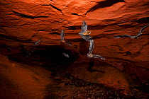 Sundevall's Leaf-nosed Bats (Hipposideros caffer) in flight in forest roosting cave. Bai Hokou, Dzanga-Ndoki National Park, Central African Republic.