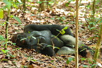 Western lowland gorilla (Gorilla gorilla gorilla) silverback 'Makumba' sleeping after a morning of feeding. 'Makumba' is the leader of the habituated gorilla family that goes by the same name, Bai Hok...